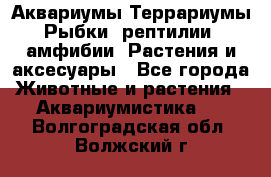 Аквариумы.Террариумы.Рыбки, рептилии, амфибии. Растения и аксесуары - Все города Животные и растения » Аквариумистика   . Волгоградская обл.,Волжский г.